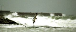 Hela SD-havet stormar, igen