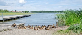 Bajsbakterier hittade vid Frösjöstrand