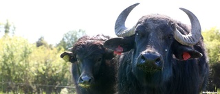 Bilist krockade med vattenbuffel i mörkret på södra Gotland