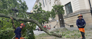 Ek föll vid Engelska parken