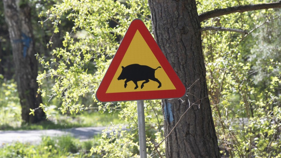 Åtta döda vildsvin har hittats på söndagen. Arkivbild.