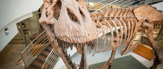 Så många Tyrannosaurus rex fanns det