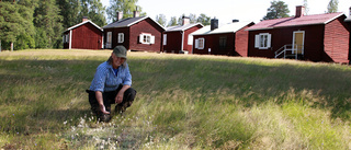 Blommor och bin trivs på sommarängarna: "Många har undrat varför vi inte klipper"