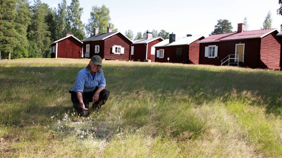 Marianne Kortesoja visar upp en av de "näringsfattiga" sommarängarna som finns vid Kyrkstugorna. Förr i tiden fick hästarna beta upp ängen, men nu klipper man och kör bort mot hösten för att hålla ängen som den ska vara.