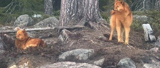 Läsarbilden: Härligt hundliv! 