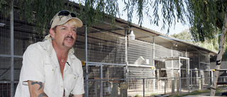 Stora kattdjur flyttade från "Tiger king"-zoo