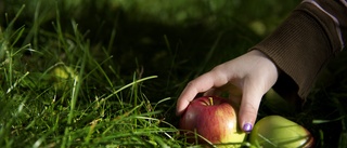 Salmonellautbrott på förskola – tros ha ätit fallfrukt: "Ovanligt stort utbrott"