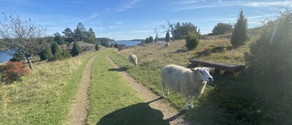 Horsvik – en pärla i den sörmländska skärgården