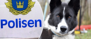 Hund bet annan hund – ägaren polisanmäld