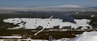 Ovanligt skogsmöte i Koskullskulle