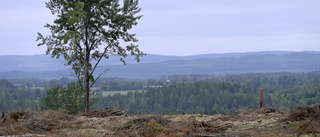 Företag ser inte vinsten med att rädda naturen