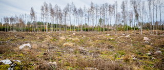 Skogen nyttjas med girighet och utan respekt!