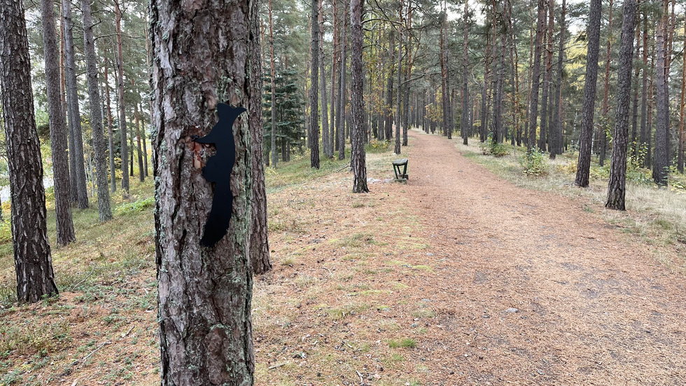 En ekorre klättrar längs en trädstam på åsen.