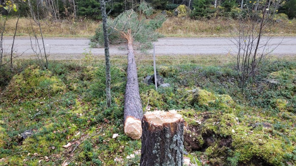 När Ulf Nordwall skulle till skogsskiftet för att gallra tog det stopp där någon fällt en stor tall över vägen. "Det är tråkigt om det är någon som visar sitt missnöje på det här sättet", säger han. 
