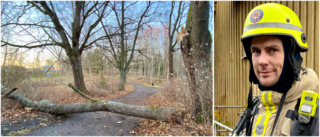 Träd över populärt promenadstråk