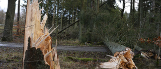 Stormskadad skog hotar byggnader