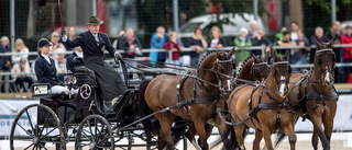 Fyrspannet, unghästen och fölungarna