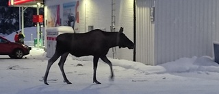 Älgfamilj "tankade" vid bensinstationen