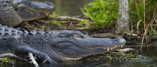 Berest alligator död i rysk djurpark