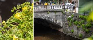 Njut av vårfärgen vid Nybron  