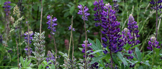 Blomsterlupinen – vacker men dödlig