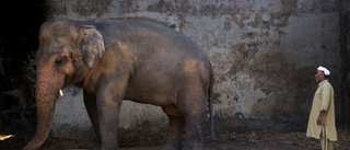 Cher jublar över friande av kedjad elefant