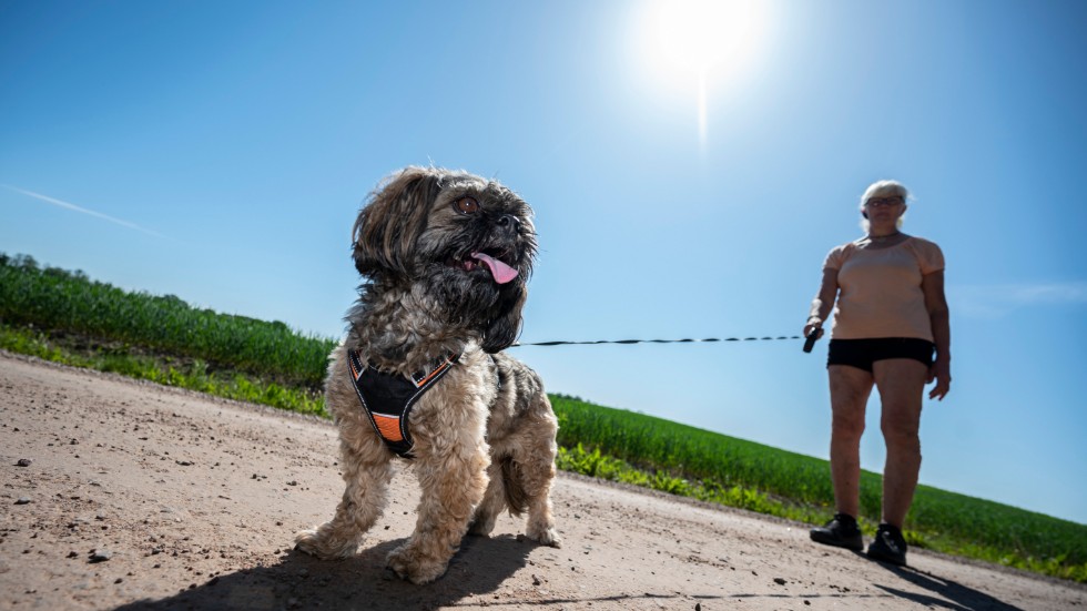 På Skärtorps hundpensionat finns plats för 15 hundgäster, men den här dagen har Christina Lindblad bara hunden Oskar att ta hand om.
