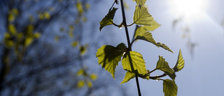 Nya björkar ska planteras i kyrkstaden