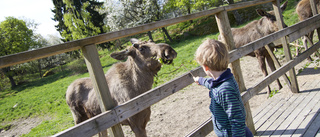 Älgparken öppnar: Så tänker de kring premiären