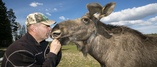 Tuffa året på älgparken födde nya idéer: "Gick kanon"