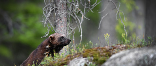 Det krävs för livskraftig järvstam