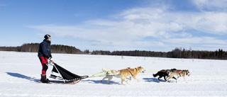 Hundshop öppnar i hundtäta byn Nyborg