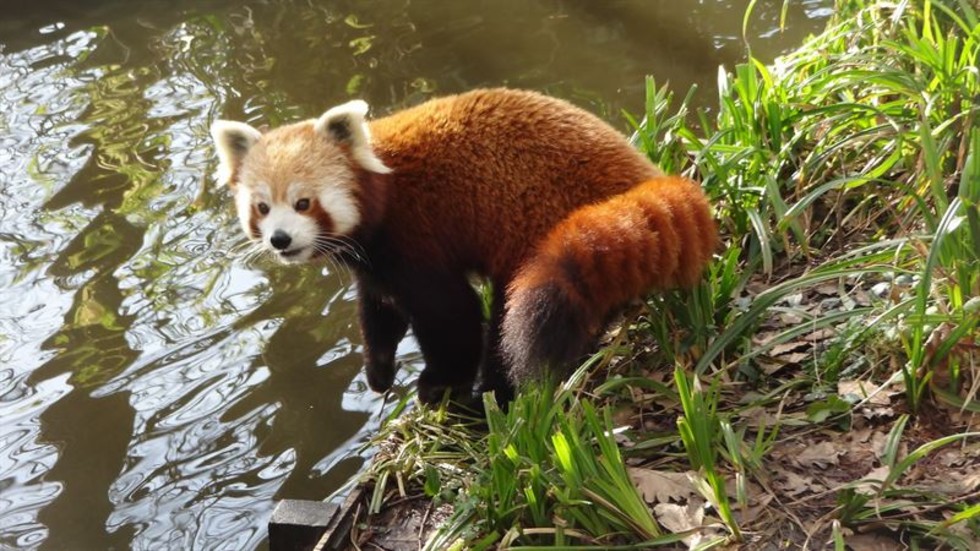 Den röda pandan Arjun, 7 år, flyttade till Kolmården i onsdags förra veckan från en djurpark i Nederländerna.