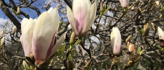 Magnolian i full blom vid Nyköpingsån