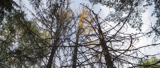 Skog avverkas efter granbarkborrens framfart