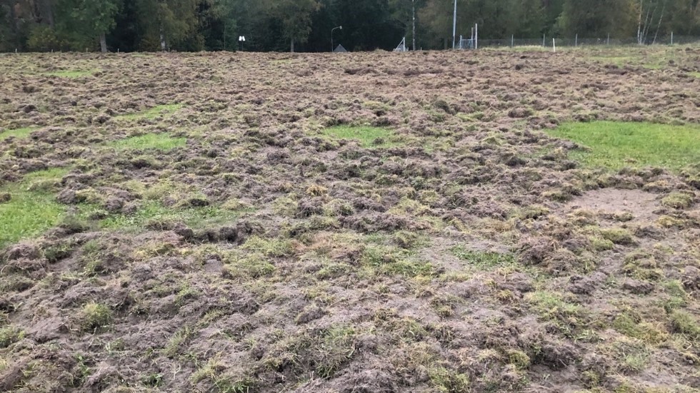 Det kostar att återställa efter vildsvinens framfart på fotbollsplanerna. Men Simonstorps IF har inte pengarna och kan tvingas lägga ner.