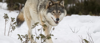 Varför för jägare djurägarnas talan?