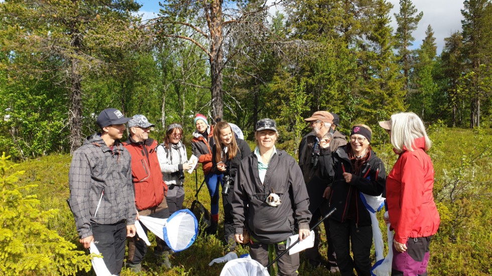 På spaning efter nya arter. Föreningen Fjärilar i Pite Lappmark samlade under sommarens inventeringsläger i Jäckvik.