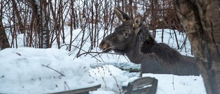 Älgarna kan avlivas om de återvänder