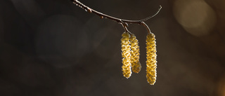 Snön kan minska halterna av pollen