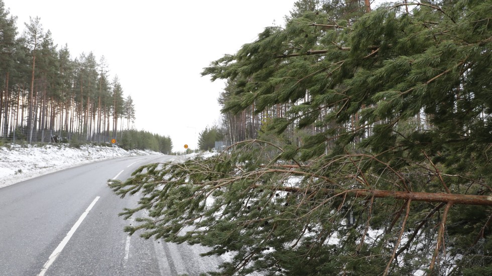 Flera vägsträckor påverkades av nedfallna träd på måndagen.
