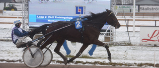 76-åring presenterade ny skrällvinnare