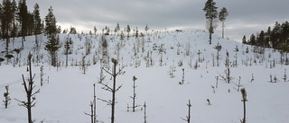 Dubbelt anslag mot skogsskador