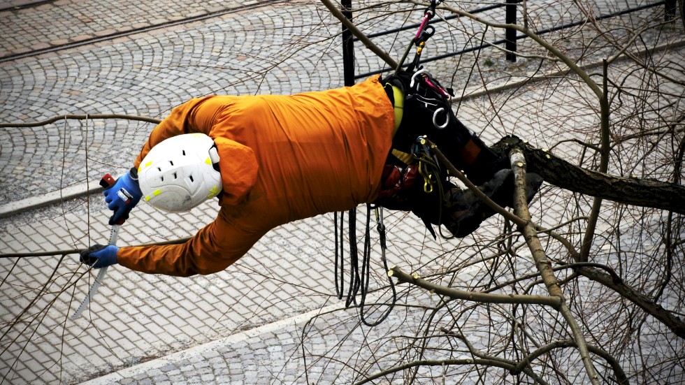 Arborist ute på en tunn gren.