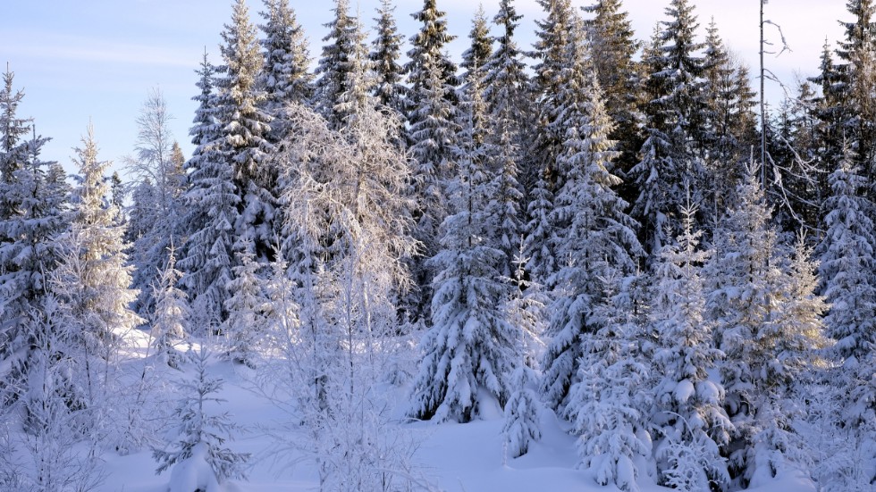 För vissa är jakten på en tjuvhuggen julgran en tradition. Men en stjäla en gran räknas som stöld. Siffror talar om att runt var tredje svensk någon gång stulit en gran.